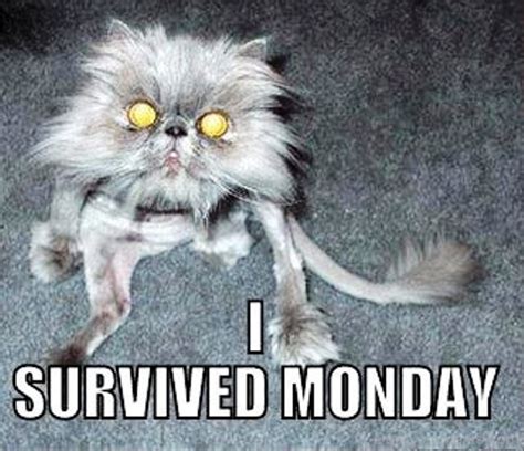 60 Best Monday Memes Funny Pictures