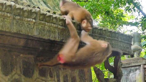 Monkey Sabe Tries To Protect Baby Monkey Sado Youtube