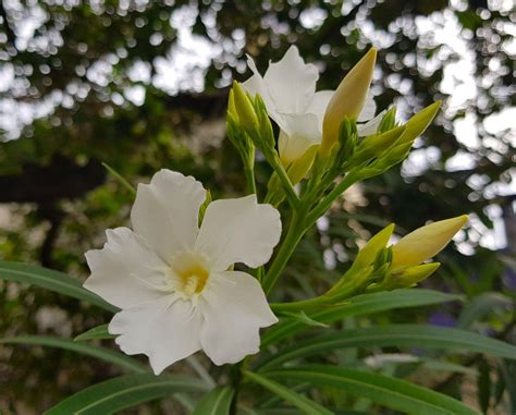 Nerium Oleander Flower Flowering Shrubs Flowers Poisonous Plants
