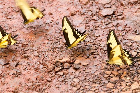 Mariposa De Swallowtail Del Tigre Imagen De Archivo Imagen De
