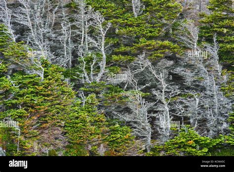 Exposed Trees On Rock Cliff Twillingate Newfoundland And Labrador