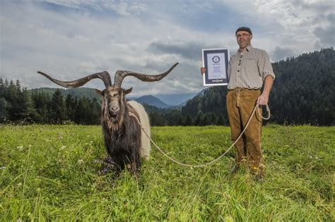 Rasputin A Goat With Largest Horns Unbelievable Info