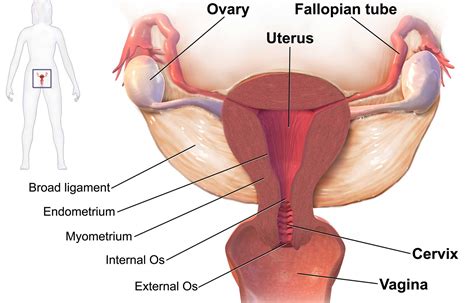 Amenorrhea And Fertility Here Are Some Of Its Causes