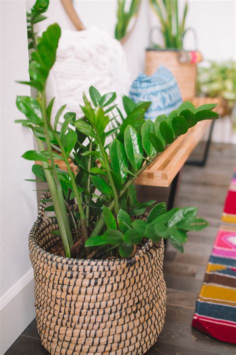Brandt became interested in the health benefits of plants after developing allergies, and she maintains a small forest of indoor plants to help clear the air. 7 Common Houseplants: Air-Purifying Indoor Plants