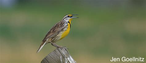About Eastern Meadowlarks Vermont Atlas Of Life