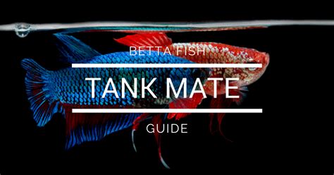 Breeding tanks should be at least ten gallons, though you should start by only filling them about halfway, no more than 6 inches. Can your Betta Fish have a tank mate? - Betta Answers