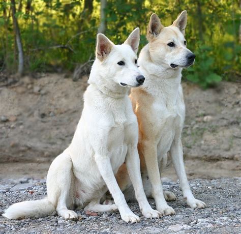 Canaan Dog Info Temperament Care Training Puppies