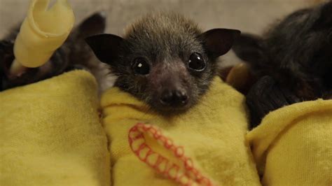 Australian Bat Rescue Clinic Demonstrates How To Swaddle Baby Bats So