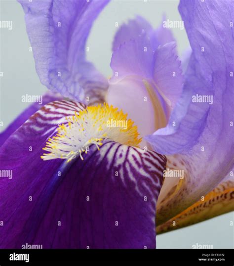 Blue Iris Flower Close Up Stock Photo Alamy