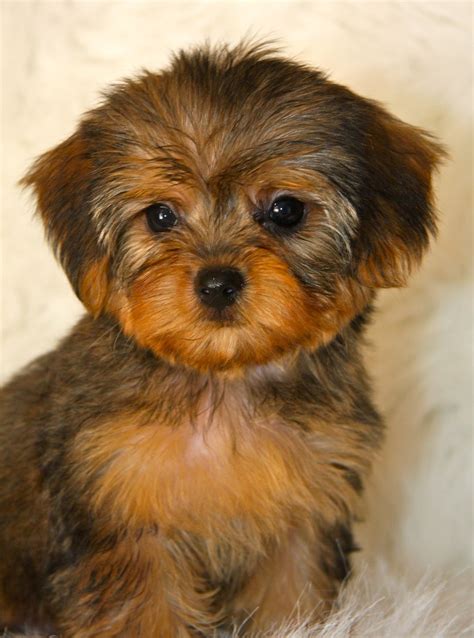 Yorkie Poo - Puppies, Rescue, Pictures, Information ...