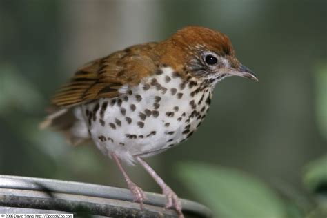 Popular Backyard Birds Of North Carolina With Pictures Birdwatching