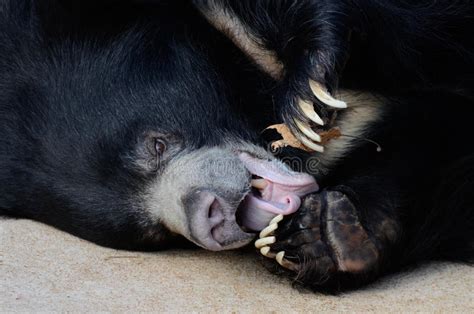 Sloth Bear On Log Stock Photo Image Of Nails Mouth 35880876