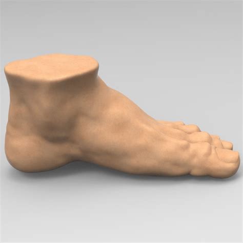 Foot Human 3d Model Cgtrader