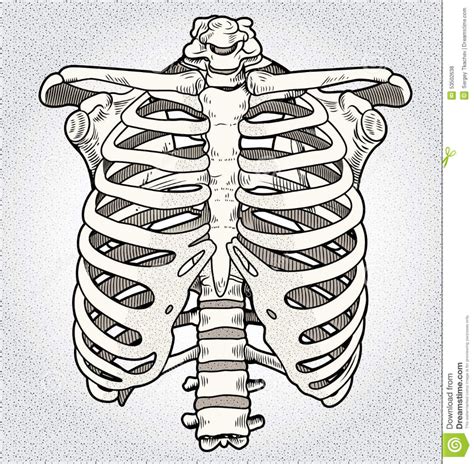 Ribcage Stock Illustration Illustration Of Anatomy 骨 イラスト 美術解剖学