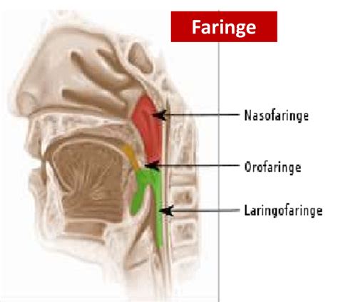 Anatomia De La Faringe