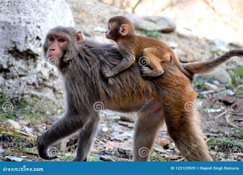 A Mother Monkey Carrying Her Baby On Back Stock Image Image Of