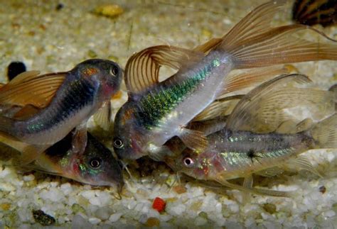 Cory Catfish Corydoras Popular Types Care And Setup