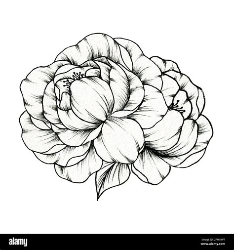 White Peony Drawing High Resolution Stock Photography And Images Alamy