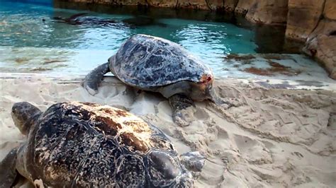 Turtle On Shore At Seaworld San Diego Youtube