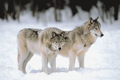 Feel free to post wolf art, pictures, videos, news. Wolves: Facts (Science Trek: Idaho Public Television)