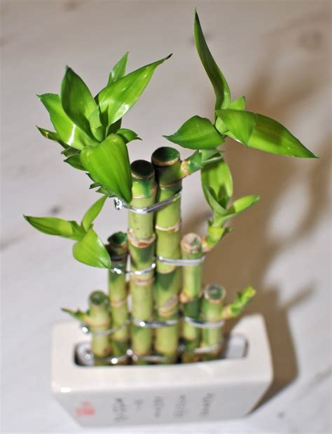 How To Grow Lucky Bamboo All The Top Tips
