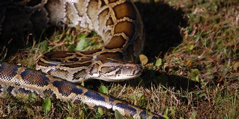 Super Snakes Could Emerge In Florida As 2 Pythons Breed Study Finds