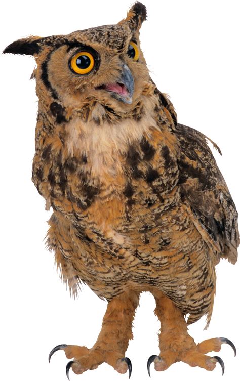 Owl Png Transparent Image Download Size 1503x2389px