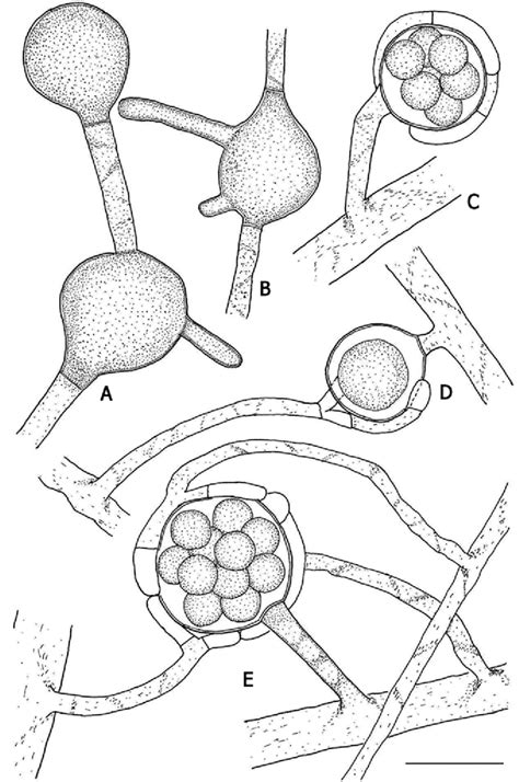 A B Oogonia Supplied With Appendages C Oogonia And Androgynous
