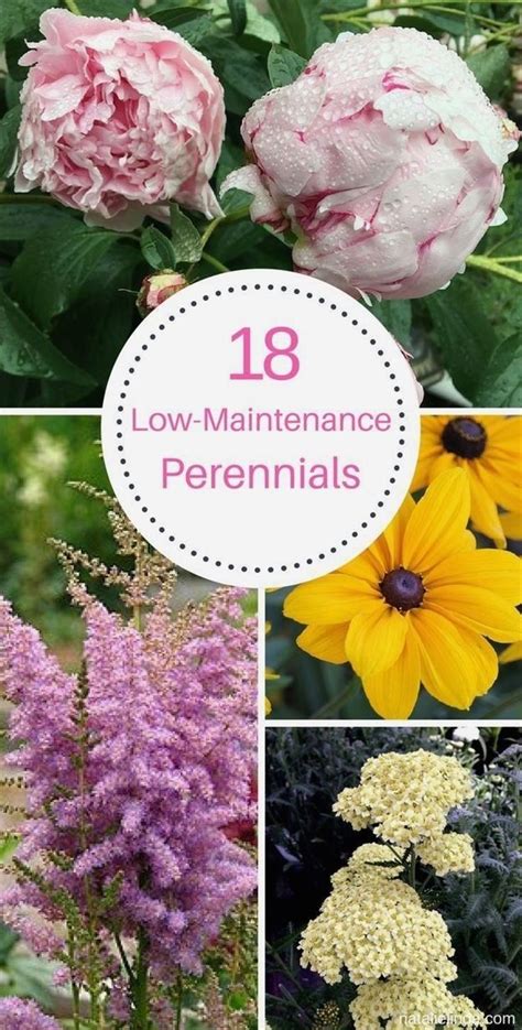 18 Low Maintenance Perennials 1000 Low Maintenance Perennials