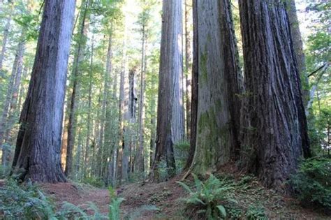 How Big Do Oak Trees Get Exploring Their Impressive Growth My Heart