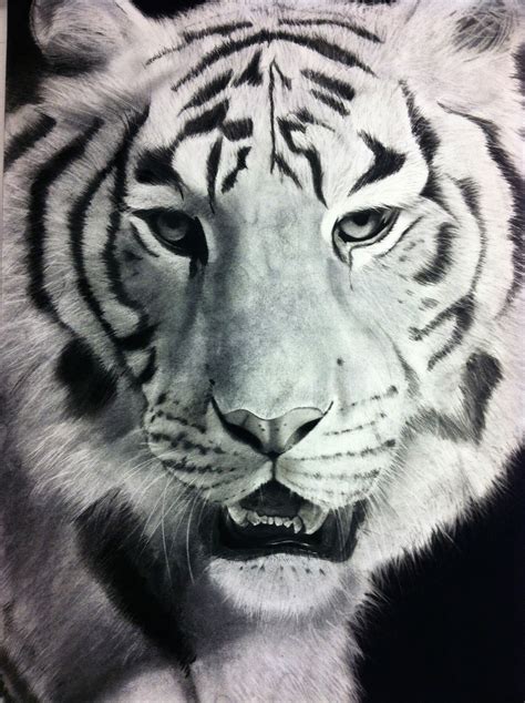 Bengal Tiger Charcoal Drawing By VampanezeLordess On DeviantArt