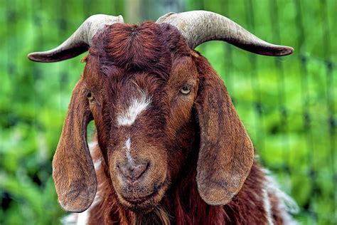 Goat 1358 Photograph By Matthew Lerman