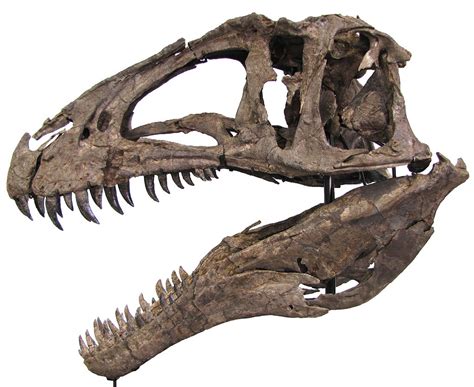 Prehistoric Beast Of The Week Acrocanthosaurus Beast Of The Week