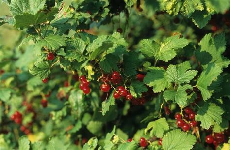 Most vegetable varieties will have no problem maturing before your first frost date. Ribes rubrum 'Red Lake' Red Lake Currant from Scotts ...