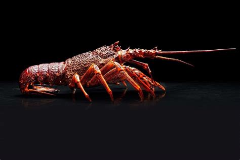 Australian Lobster Prices At All Time Lows Due To China Trade Tensions