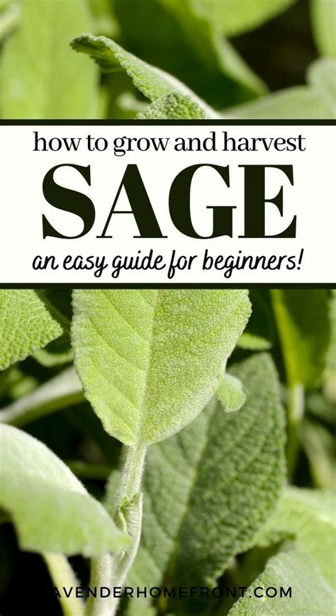 Growing And Harvesting Sage Sage Herb Herbs Harvesting Herbs
