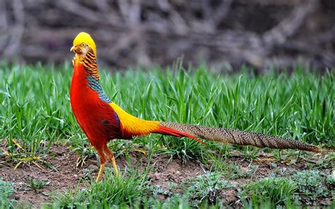 Hd Wallpapers Beautiful Golden Pheasant Bird