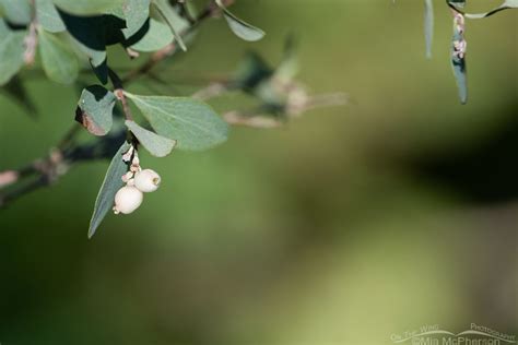 Roundleaf Snowberry Berries And Tiny Blooms On The Wing Photography