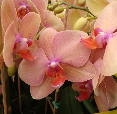 Peach Orchid Phalaenopsis Phalaenopsis Orchid Care Orchid Care