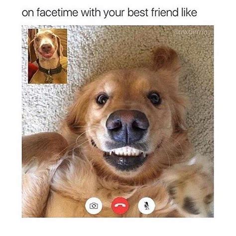 Tag Your Facetime Friend Funny Animal Jokes Funny Animal Pictures