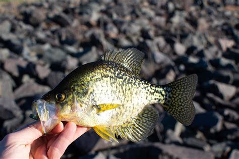 12 Crappie Fishing ‘hot Spots According To Texas Parks And Wildlife