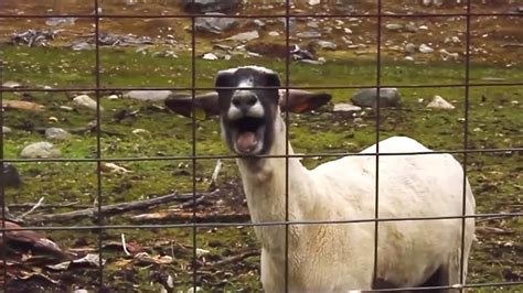 That Screaming Goat In Sprints Super Bowl Ad Its Actually A Sheep Goats And Soda Npr