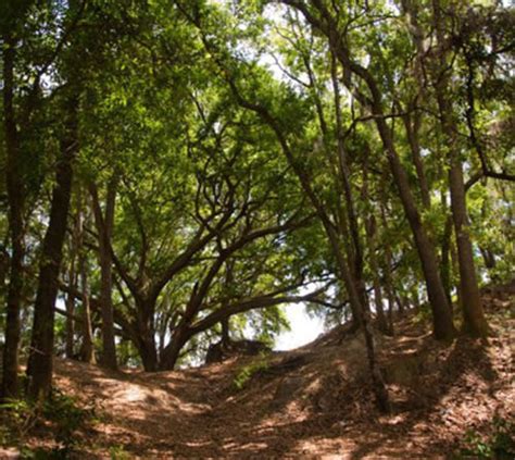 It's the stick insect that inspired the dutch design agency bleijh for the creation of médard. Edward Medard Park