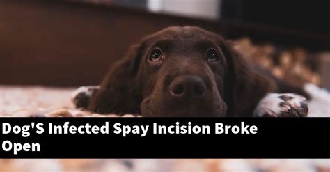 Dogs Infected Spay Incision Broke Open Puptopics