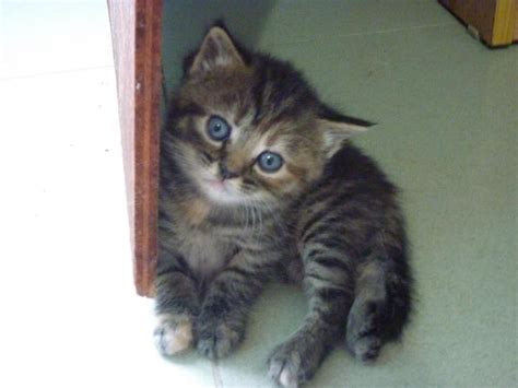 Persian Scottish Fold Kittens Sold 5 Years 6 Months Scottish Fold