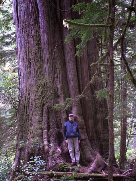 Vancouver Island Big Trees Wisdom Of The Trees