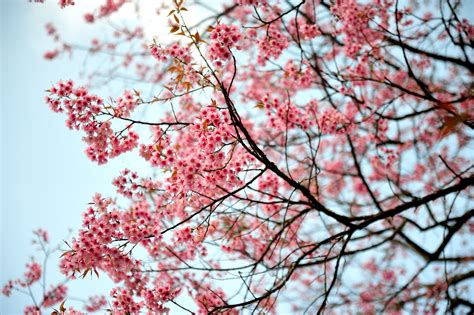 Cherry Blossoms 6 Tips For Best Photos Time