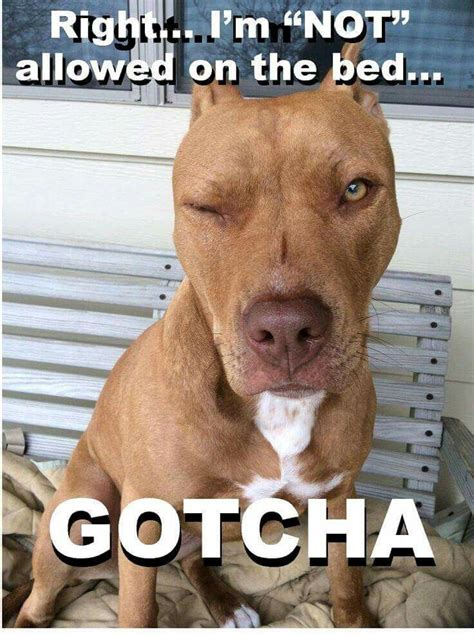 Pin By Michelle Johnson On Puppy Love Pitbull Terrier Funny Animals