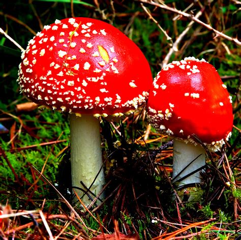 California Considers the Legalization of Magic Mushrooms | VOICE