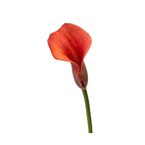 Calla Lily Red Boonta Flowers